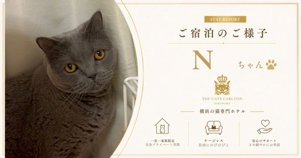 キャッツカールトン横浜に宿泊したGちゃんのご滞在中の様子