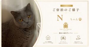 キャッツカールトン横浜に宿泊したGちゃんのご滞在中の様子